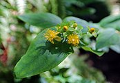 Hypericum boreale, or northern St. Johnswort flower close up