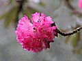 Ulleri-Ghorepani-52-Rhododendronbluete-2013-gje.jpg