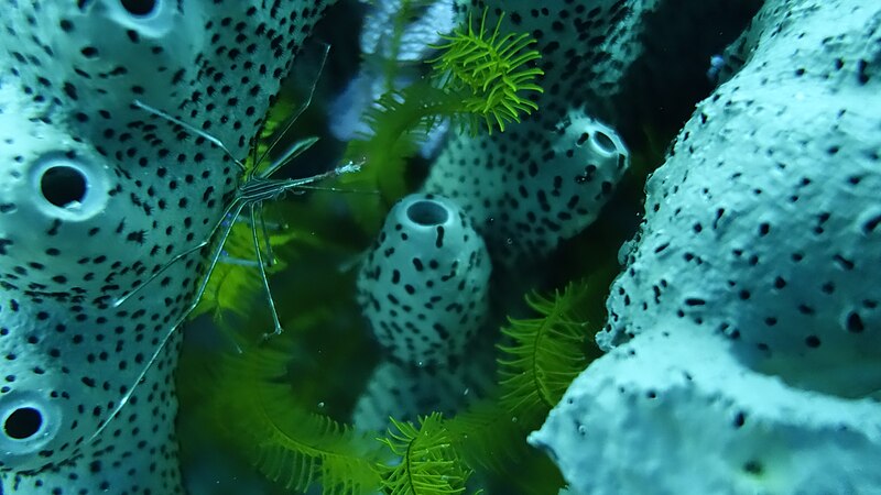 1er mai : Crevette sur corail aux îlets Pigeon, PN de la Guadeloupe, par Baptistem.