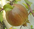 Unripened pomegranate fruit