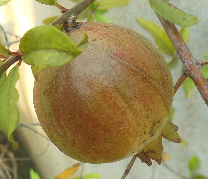 File:Unripened pomegranate.jpg