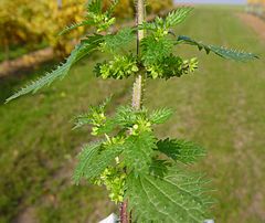 Urtica urens 1 IP.jpg