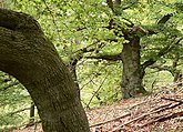 Urwaldsteig Edersee