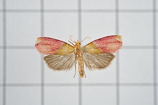 <i>Costosa rhodantha</i> Species of moth