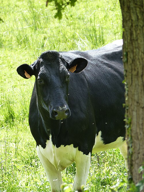 Vache Prim'Holstein, Morbihan.jpg