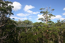 The Valley of the Giants skywalk at Walpole-Nornalup National Park Valley of the giants skywalk.jpg