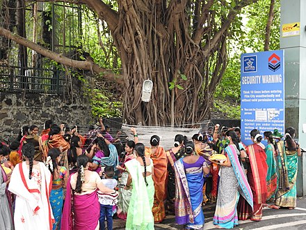 During Vat Purnima festival, married women tying threads around a banyan tree in India