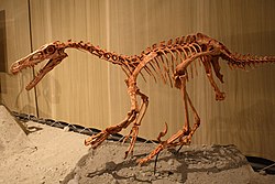 Velociraptor mount.jpg