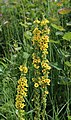 * Nomination Black mullein, flowers -- George Chernilevsky 18:10, 2 July 2016 (UTC) * Promotion  Support Good quality.--Famberhorst 15:47, 3 July 2016 (UTC)