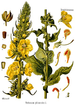 <i>Verbascum phlomoides</i> Species of plant in the family Scrophulariaceae