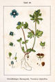 Veronica triphyllos vol. 10 - plate 46 in: Jacob Sturm: Deutschlands Flora in Abbildungen (1796)