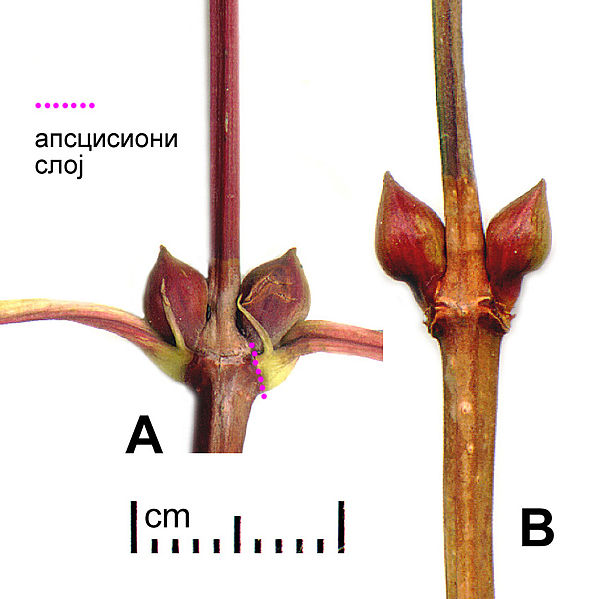 File:Viburnum abscission.jpg