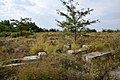 Jüdischer Friedhof in Widin