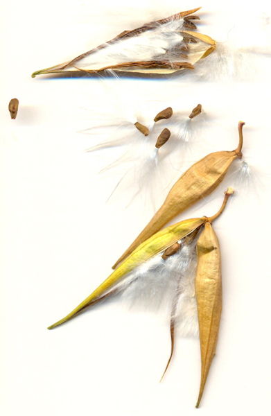 File:Vincetoxicum-hirundinaria-seeds.jpg