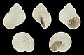 * Nomination A fossil shell of Viviparus georgianus --Llez 06:48, 30 January 2021 (UTC) * Promotion  Support Good quality. --Ermell 07:14, 30 January 2021 (UTC)