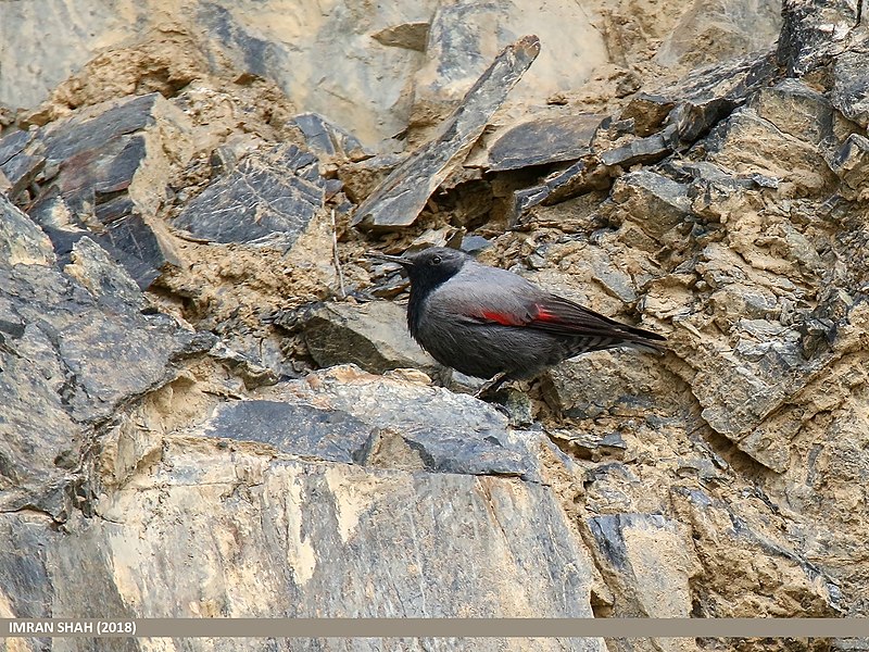 File:Wallcreeper (Tichodroma muraria) (42276477635).jpg