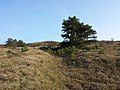 Gefährdung des Halbtrockenrasens durch sich ausbreitende, standortfremde Rot-Föhren (Pinus sylvestris).