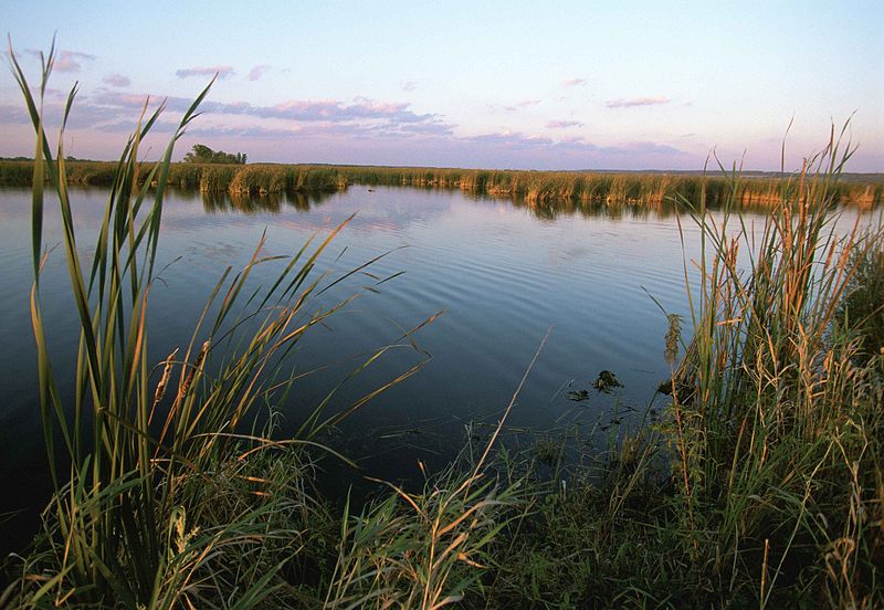 File:Wetland sunrise water and reeds in foreground with plant growth in background.jpg