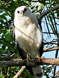 Thumbnail for White-necked hawk