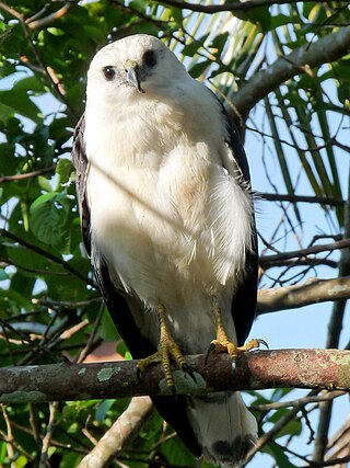 <span class="mw-page-title-main">White-necked hawk</span> Species of bird