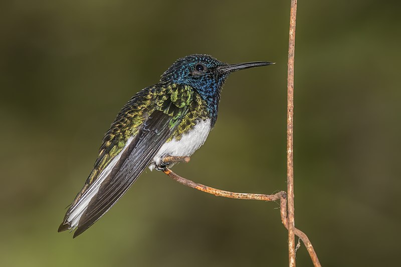 File:White-necked jacobin (Florisuga mellivora mellivora) male.jpg