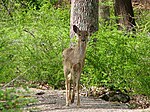 Thumbnail for File:White-tailed Deer, Kanawauke Lake.jpg