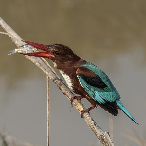 File:White-throated kingfisher (Halcyon smyrnensis fusca) 4.jpg