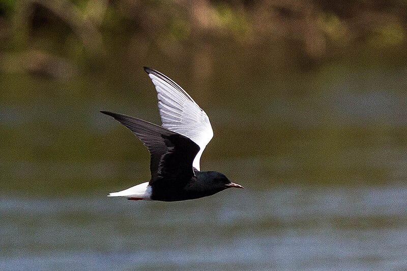 File:White-winged Tern (Chlidonias leucopterus) (14366193944).jpg