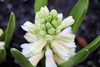 White Hyacinth at Park & Tilford.JPG
