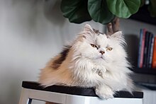 A long-haired white and gray Minuet cat named Rhubarb. White gray long hair minuet.jpg