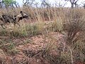 Thumbnail for File:Wild Dog, Kruger National Park.jpg