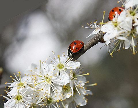 Wildpflaumenblüte mit Marienkäfer