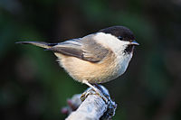 Willow Tit Lancashire.jpg