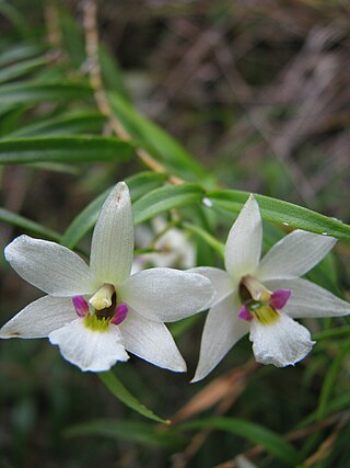 <i>Dendrobium cunninghamii</i> Species of orchid