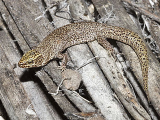 Desert night lizard Species of lizard