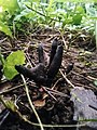 Mrtvački prsti - Xylaria polymorpha. Fotografija iz Niša