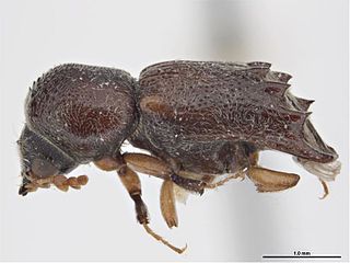 <i>Xylobiops texanus</i> species of insect