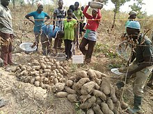 Ahafo yam farmers Yam farmers in the Brong Ahafo Region of Ghana- These people work for the government but are not normally recognised as such.jpg