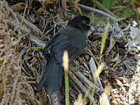 Finch, Yellow-thighed Pselliophorus tibialis