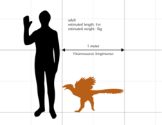 Yixianosaurus longimanus size comparison