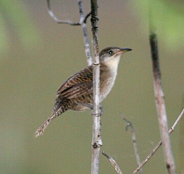 Zapata wren