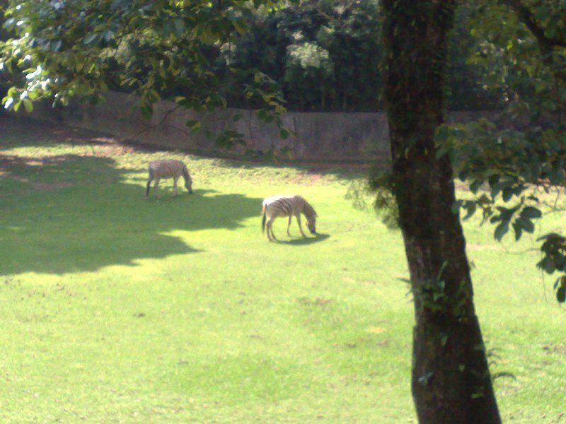 File:Zebras - panoramio.jpg