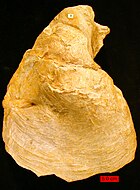 Fossil of the feeding trace ichnogenus Zoophycos ZoophycosMississippian.jpg