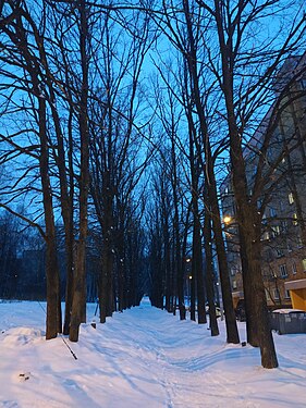 Oak alley in residential area. Nizhny Novgorod, Russia