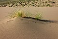 * Nomination Ammophila at Singing san dune. Kerbulak District, Zhetysu Region, Kazakhstan. By User:ElenaLitera --Красный 05:53, 23 July 2024 (UTC) * Promotion  Support Good quality. --Georgfotoart 08:35, 23 July 2024 (UTC)