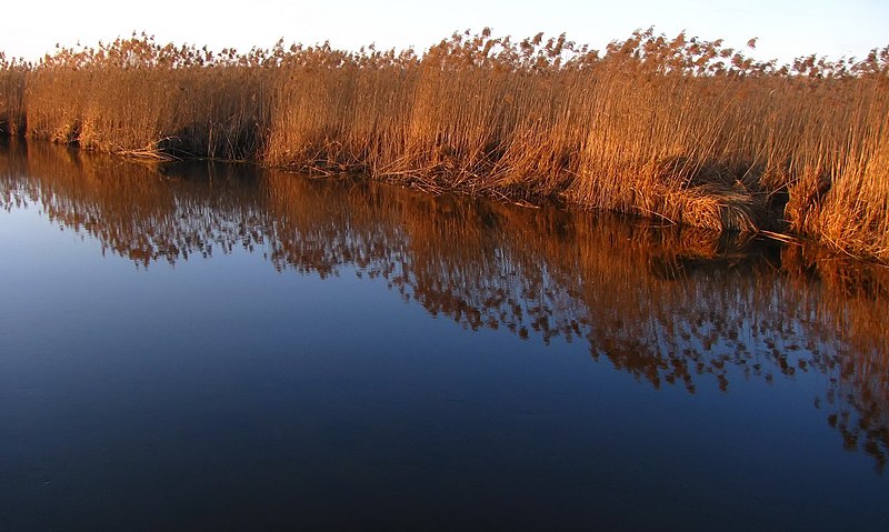 File:Река Гривда. Ивацевичи. (Grivda river. Ivantsevichy) - panoramio.jpg