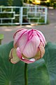 * Nomination: Indian lotus flower in Tashkent botanial garden. Yunusabad District, Tashkent, Uzbekistan. By User:ElenaLitera --Красный 07:23, 2 June 2024 (UTC) * * Review needed