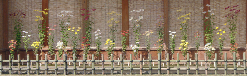 File:肥後菊三間花壇 熊本城肥後銘花園 2011.png