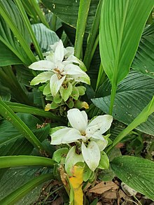 Curcuma - Wikipedia