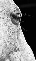 Rank: 30 Partial view of a horse's head with eye